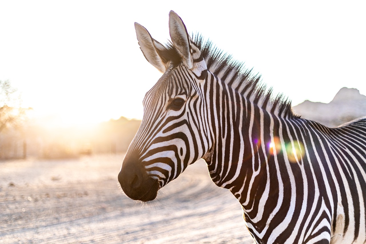 zebra, head, backlighting-3758310.jpg